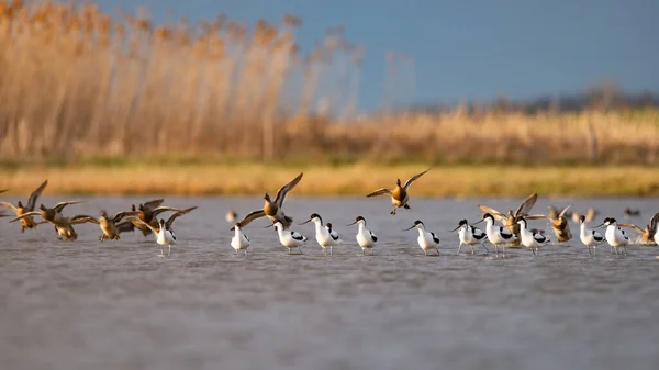 Pied Avocets Uçan Garganey Ördekleri — Stok fotoğraf
