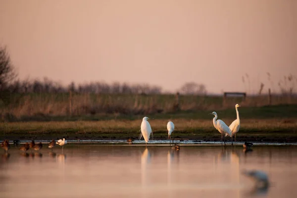 Group Birds Sunset Lake Egrets Shorebirds — Stockfoto