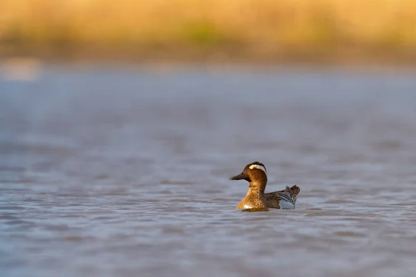 Garganey Πάπια Σπάτουλα Querquedula Στο Νερό — Φωτογραφία Αρχείου