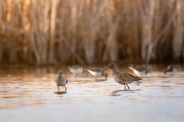 Κοινή Redshank Tringa Totanus Στη Λίμνη — Φωτογραφία Αρχείου