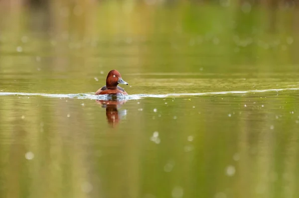 White Eyed Pochard Aythya Nyroca Lake — Foto de Stock