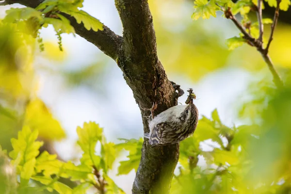 Eurasian Treecreeper Certhia Familiaris Trunk — Photo