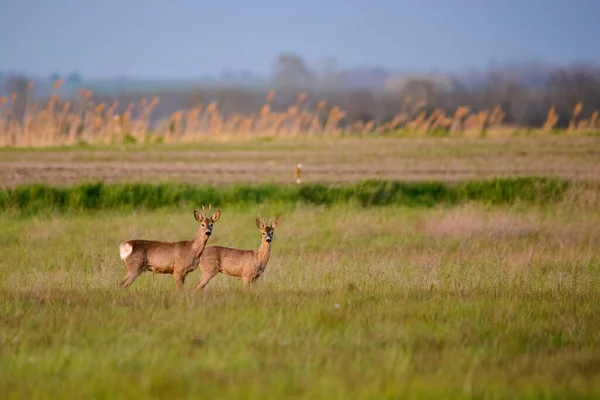 Two Roe Deer Buck Meadow — Fotografia de Stock