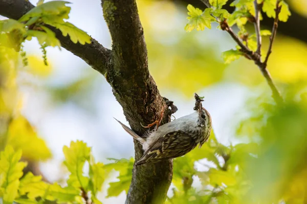 Eurasian Treecreeper Certhia Familiaris Trunk — Φωτογραφία Αρχείου