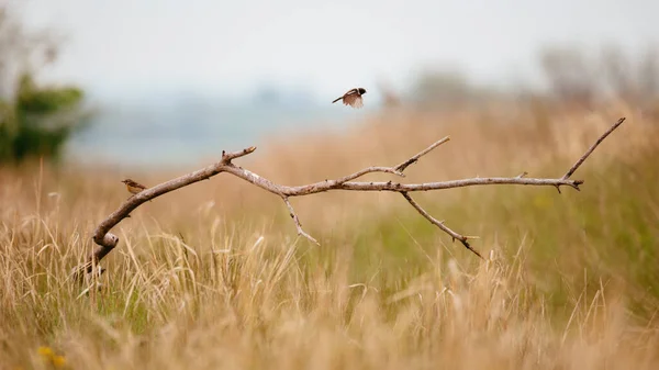 European Stonechat Saxicola Rubicola — Stock fotografie