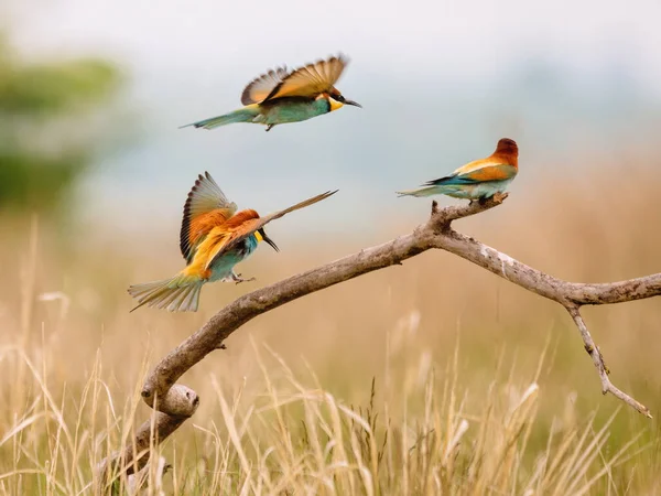 Abelha Comedor Europeu Merops Apiaster Pássaro Bonito Colorido — Fotografia de Stock