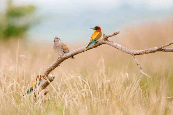 Bee Eater Turtle Dove Branch — стоковое фото