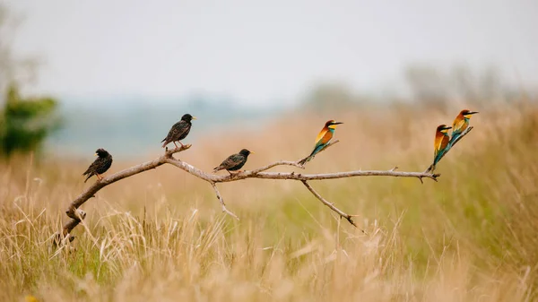 Bee Eater Starling Branch — Stok fotoğraf