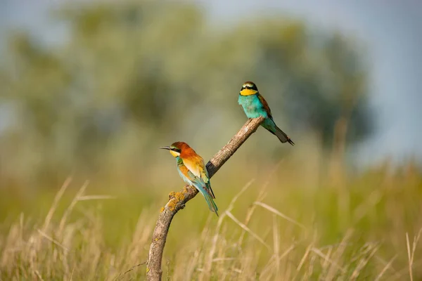 European Bee Eater Merops Apiaster Colorful Beautiful Bird — Photo