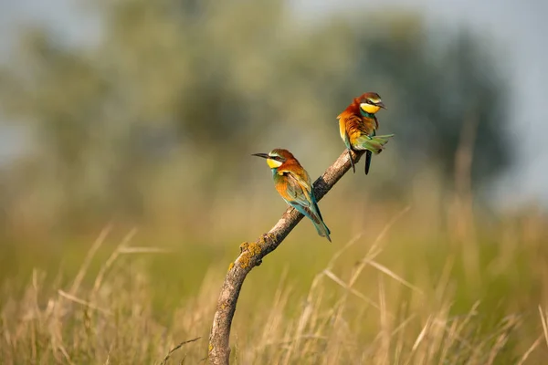 잡이새는 양봉가에게 색깔의 아름다운 대접한다 — 스톡 사진