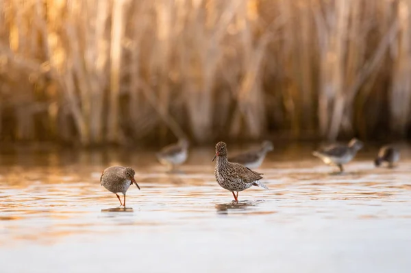 Rossetto Comune Tringa Totanus Nel Lago Foto Stock