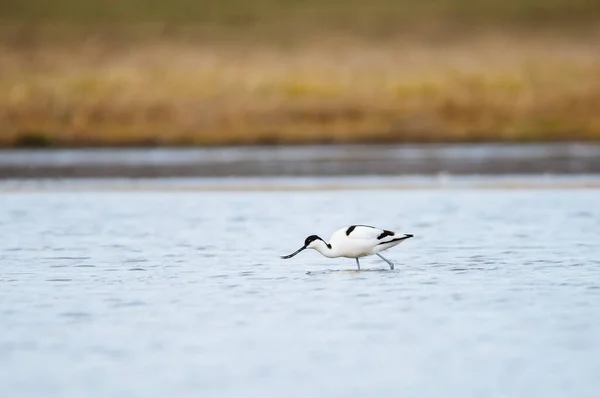 Pied Avocet Recurvirostra Avosetta Wate — Photo