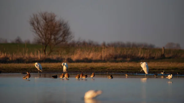 Günbatımında Bir Grup Kuş Akbalıkçıllar Kıyı Kuşları — Stok fotoğraf