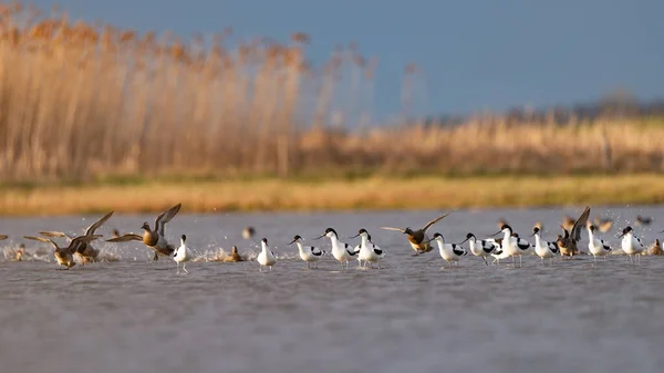 Pied Avocets Flying Garganey Ducks — Stock Fotó