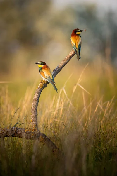 Abelha Comedor Europeu Merops Apiaster Pássaro Bonito Colorido — Fotografia de Stock