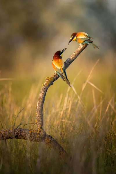 Abelha Comedor Europeu Merops Apiaster Pássaro Bonito Colorido — Fotografia de Stock