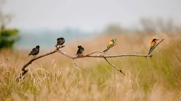 Bee Eater Starling Branch Telifsiz Stok Fotoğraflar