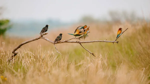 Bee Eater Starling Branch Stok Resim