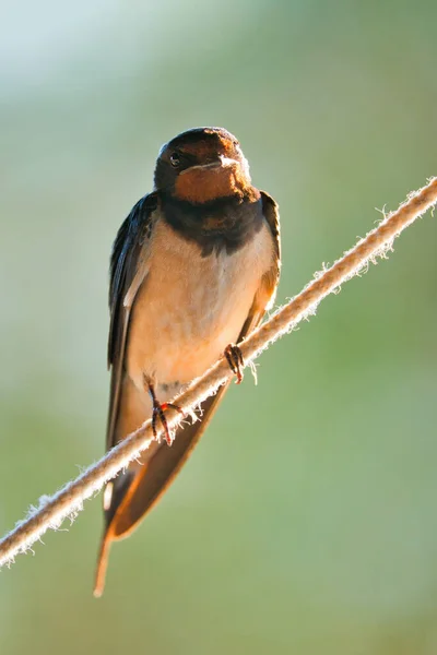 Barn Swallow Hirundo Rustica Perching Rope Photos De Stock Libres De Droits