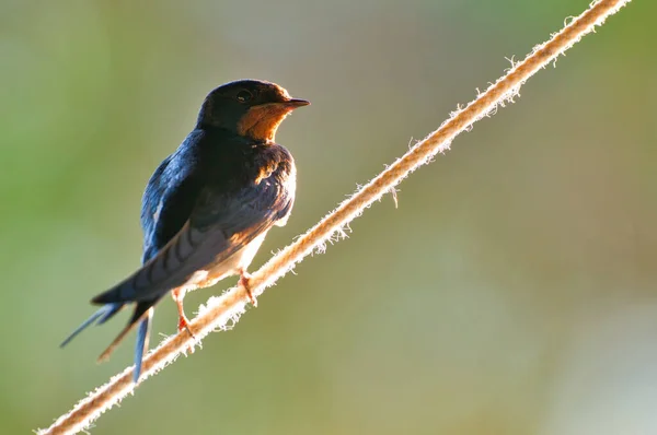 Schuur Slikken Hirundo Rustica Zittend Touw Rechtenvrije Stockfoto's