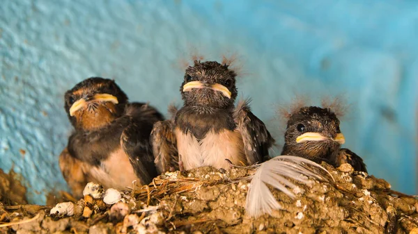 Juvenile Barn Swallows Nest Imágenes de stock libres de derechos