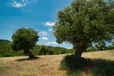 Yunanistan 'da zeytin ağaçları