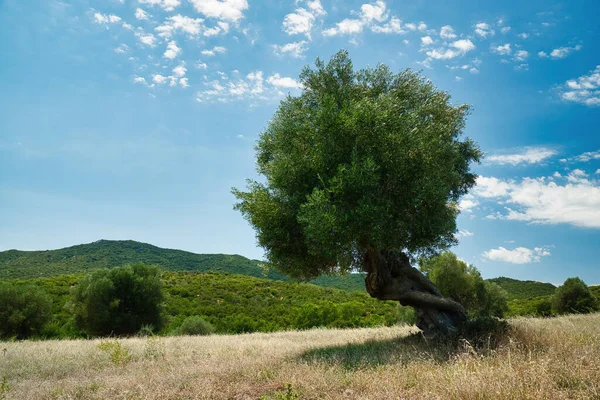 ギリシャにオリーブの木 ストック写真