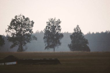 Üç farklı ağaç yağmur altında bir orman hattının yanında duruyor.