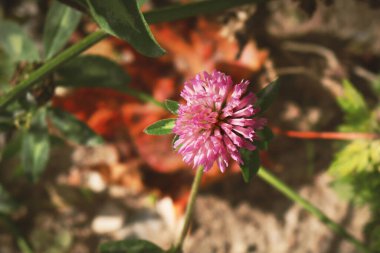 Açık zemin üzerinde kırmızı yonca tomurcuğu Bulanık sonbahar akçaağaç yaprağı ile