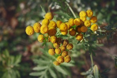 Sonbaharda koyu bulanık arkaplanda sarı parlak tansi tomurcuklar