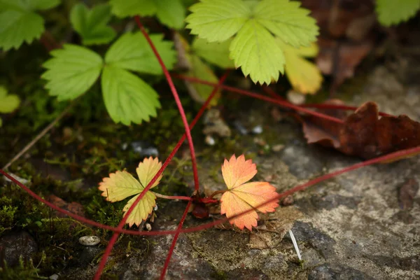 在柱状环境中生长的野生草莓绿色 黄色和红色叶子及泉水 — 图库照片