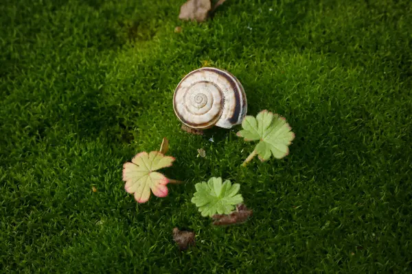 Κενό Κέλυφος Σαλιγκαριού Που Στηρίζεται Κοντά Μικροσκοπικά Πράσινο Χαλί Βρύων — Φωτογραφία Αρχείου