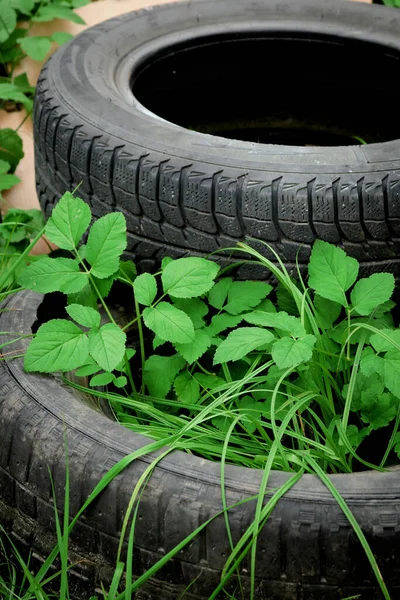 Zwei Schwarze Reifen Einem Wald Mit Grünem Gras — Stockfoto