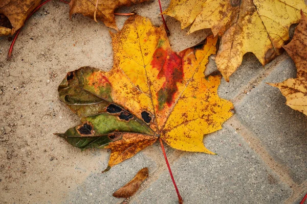 五彩缤纷的秋天枫叶躺在水泥路上 — 图库照片