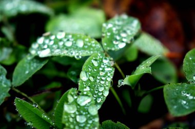 Kahverengi arka planda büyük yağmur damlaları olan yeşil çimen yaprakları