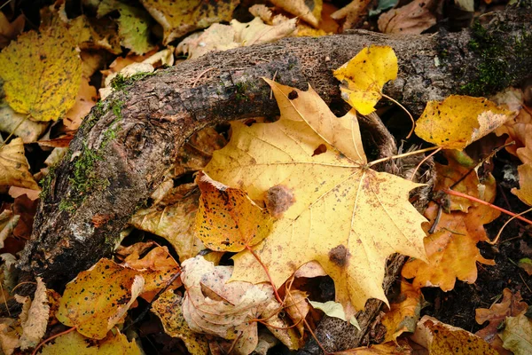 Abgebrochener Ast Liegt Auf Gelbem Herbst Ahornblatt — Stockfoto