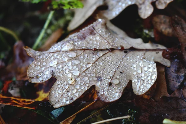 Hoja Roble Marrón Caído Con Pequeñas Gotas Agua Suelo Entre — Foto de Stock