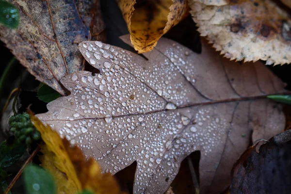 Hoja Roble Marrón Caído Con Pequeñas Gotas Agua Suelo Entre — Foto de Stock