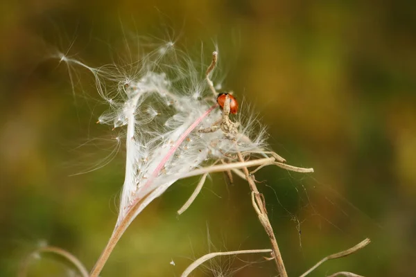 Rote Marienkäfer Schlafen Auf Weißen Flaum Pflanze Auf Herbst Bokeh — Stockfoto