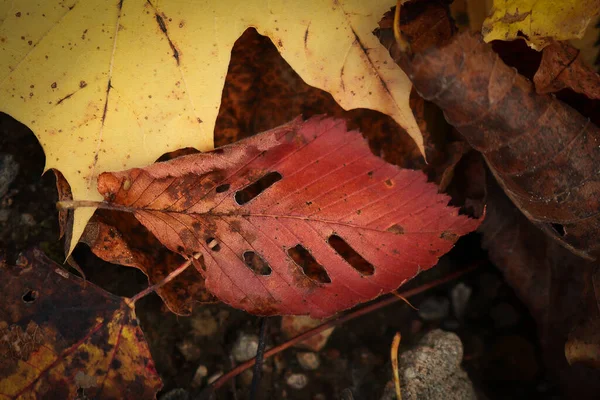 Olmo Rojo Hoja Otoño Hoja Arce Amarillo Acostado Fondo Del — Foto de Stock