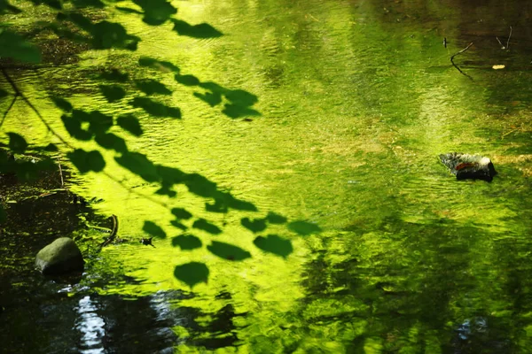 Зеленая речная вода с ветвями деревьев и камнями в воде — стоковое фото