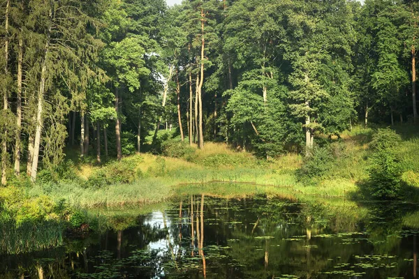 Forest and its reflection in lake water landscape — Stock Photo, Image