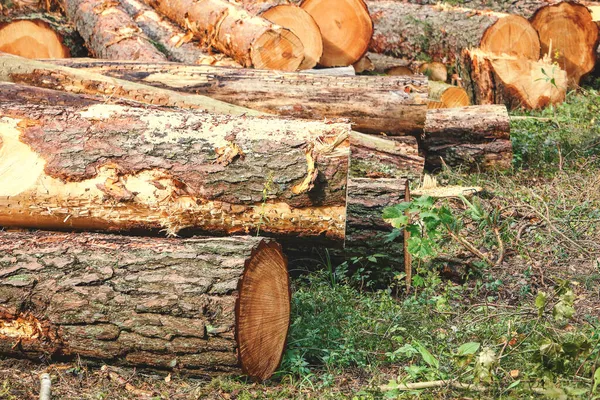 Toros de árvores no chão depois de cortar a floresta — Fotografia de Stock