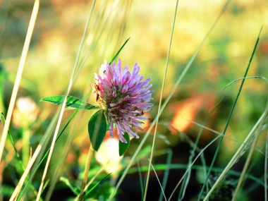 Yeşil yaz çimen manzaralı şehvetli kırmızı yonca
