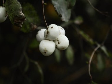Siyah arka planda büyük beyaz kar çilekleri