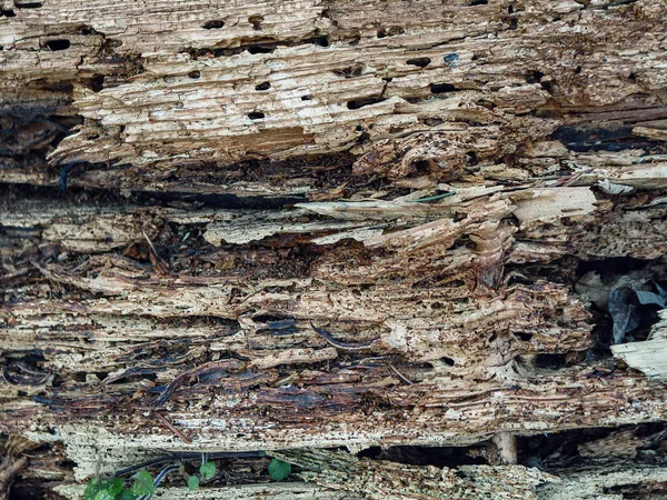 Legno tronco d'albero all'interno texture con piccoli fori — Foto Stock