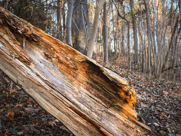 Tronc d'arbre cassé tombé avec couches de bois visibla — Photo