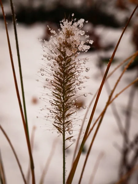 Пушистое растение с тающим снегом на снежном фоне земли в сепии — стоковое фото