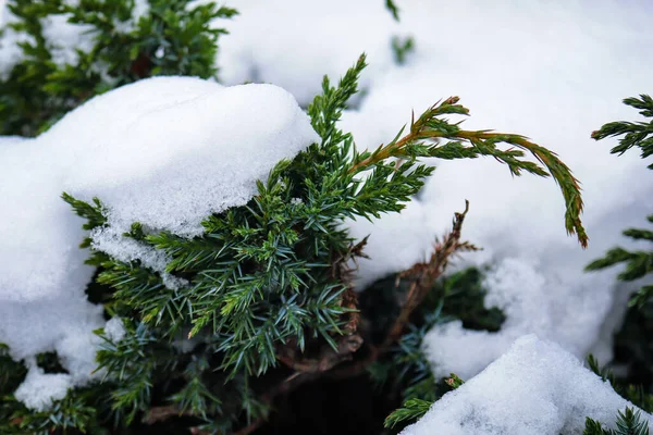 Толстый снег на зеленых ветвях ели в зимний день — стоковое фото