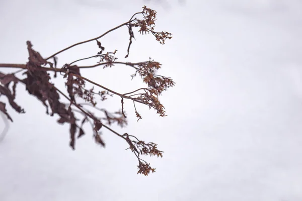 하얀 눈 위에 말린 오래 된 잡초 가지 — 스톡 사진